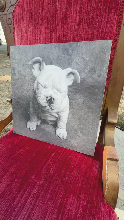 Vintage Wall Art-Baby Tears Ginger DeLater Art Print-Bulldog Lover Gift