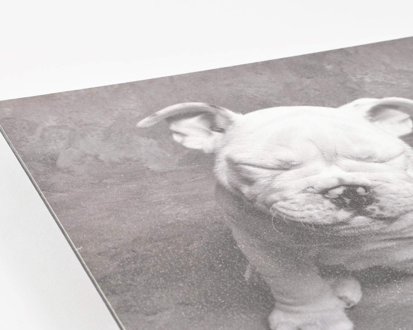 Vintage Wall Art-Baby Tears Ginger DeLater Art Print-Bulldog Lover Gift Tamara Scott Designs