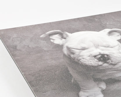 Vintage Wall Art-Baby Tears Ginger DeLater Art Print-Bulldog Lover Gift Tamara Scott Designs