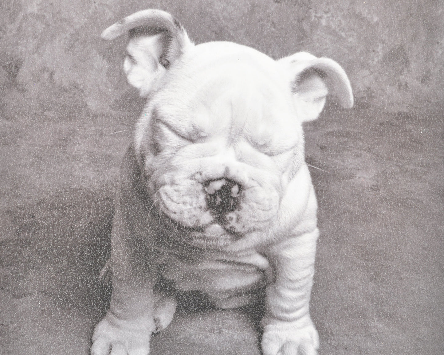 Vintage Wall Art-Baby Tears Ginger DeLater Art Print-Bulldog Lover Gift Tamara Scott Designs