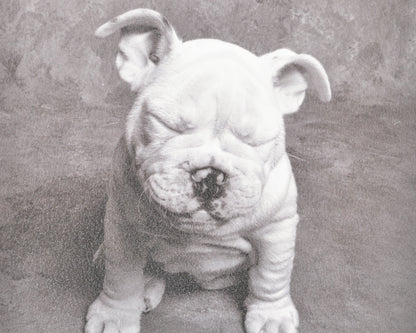 Vintage Wall Art-Baby Tears Ginger DeLater Art Print-Bulldog Lover Gift Tamara Scott Designs