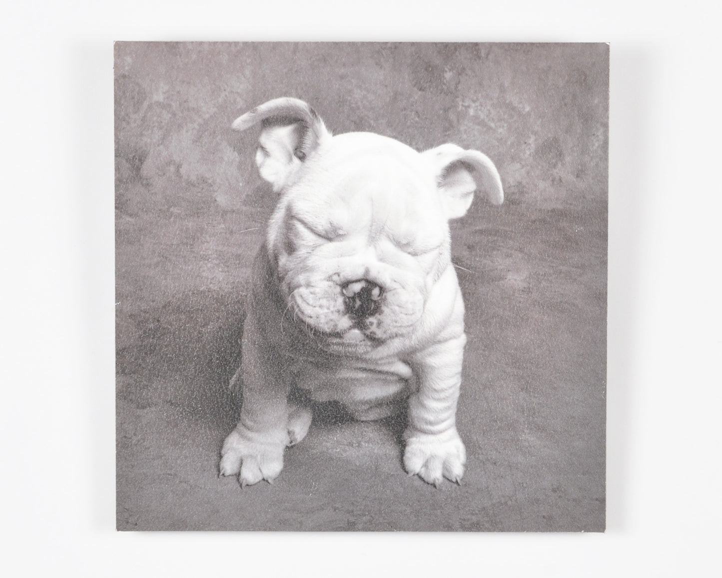 Vintage Wall Art-Baby Tears Ginger DeLater Art Print-Bulldog Lover Gift Tamara Scott Designs