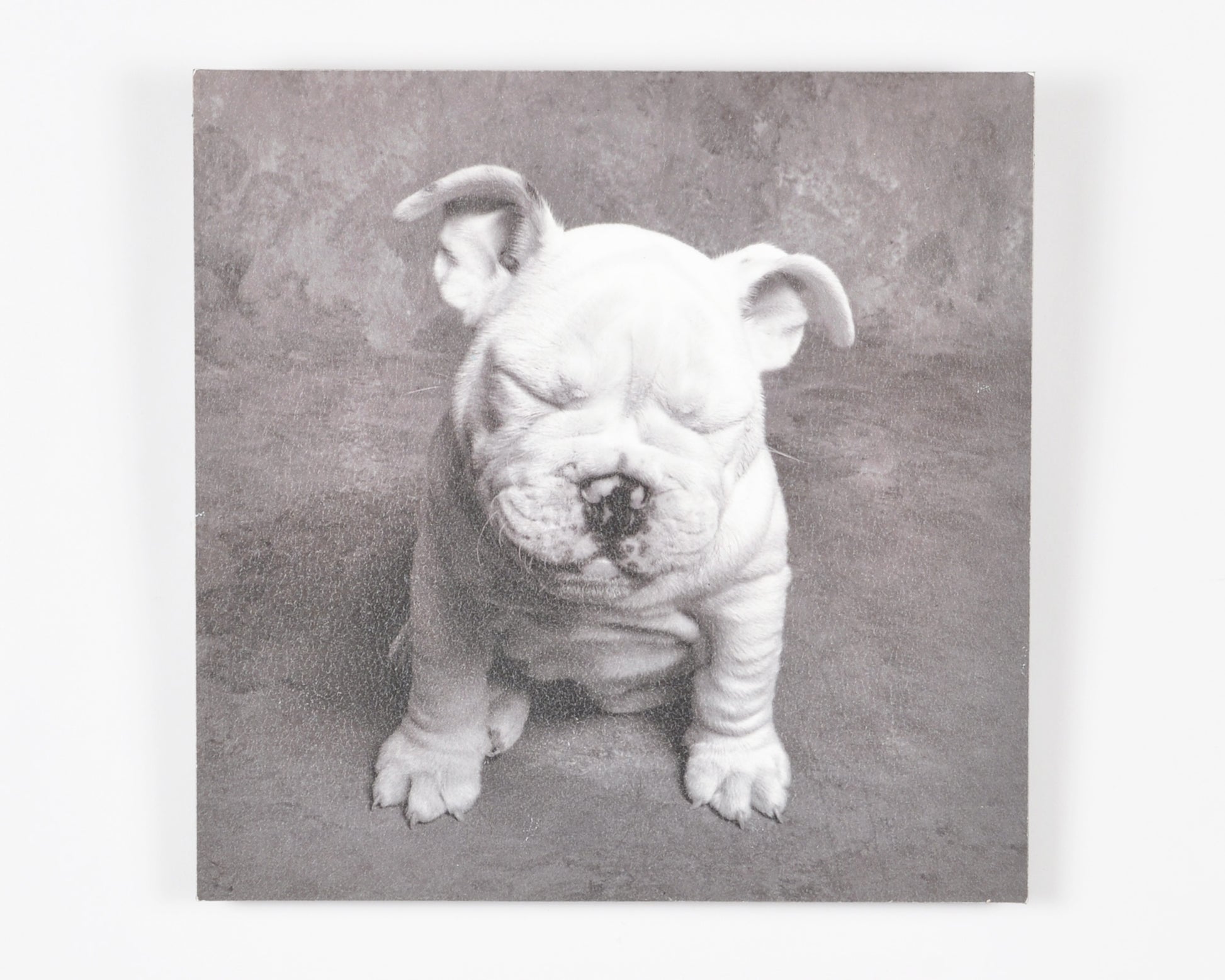 Vintage Wall Art-Baby Tears Ginger DeLater Art Print-Bulldog Lover Gift Tamara Scott Designs