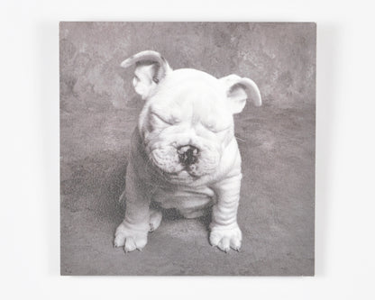 Vintage Wall Art-Baby Tears Ginger DeLater Art Print-Bulldog Lover Gift Tamara Scott Designs